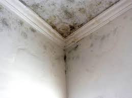 Reliable Stockton, KS Mold Removal Services Solutions