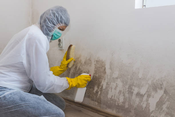 Why You Should Choose Our Mold Remediation Services in Stockton, KS